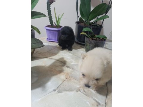 Pomeranian boo köpeğimiz