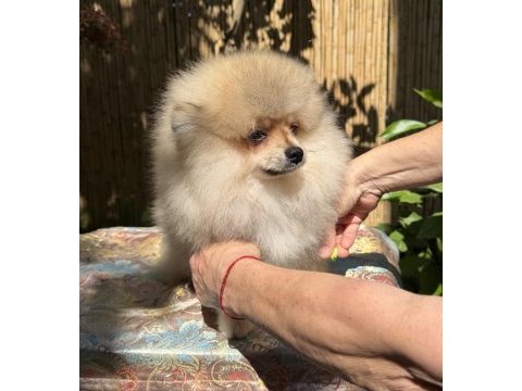 Saf kan pomeranian boo erkek