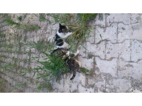 2 aylık kardeş kediler ömürlük yuvalarını arıyor