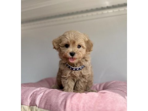 Maltipoo f2 safkan yavrularımız mini boy en küçük boy