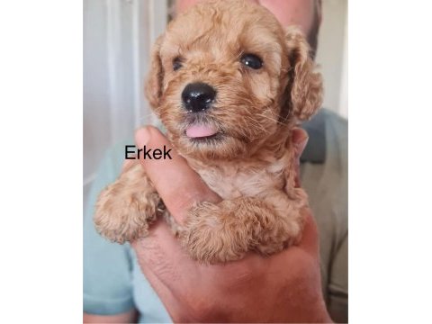 Toy poodle bebekler iki aylık