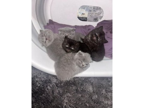 Tüy yumağı scottish fold bebeklere yuva