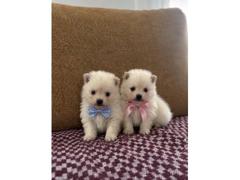 Safkan pomeranian boo yavrular