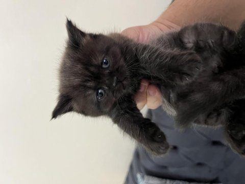 British shorthair yavrular