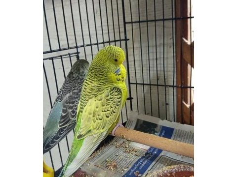 Jumbo muhabbet kuşu yavrular