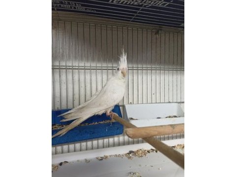 Albino yavru bilezikli sultan papağanı