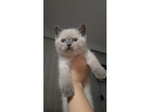 Sahiplendirme british longhair