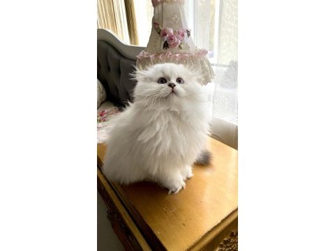75 günlük biblo gibi yavru scottish fold