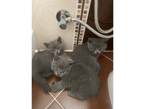 Koca kafa scottish fold bebekler her renk her ırk mevcut