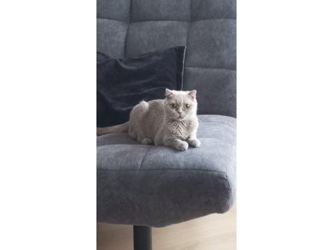 Scottish fold 8 aylık