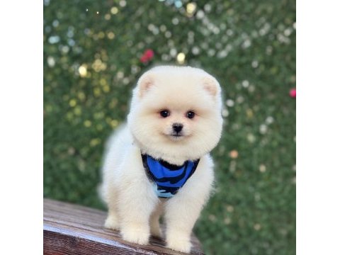 Pomeranian boo köpeği