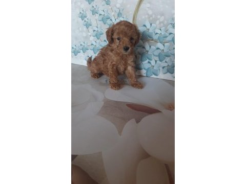 Toy poodle yavrular aile ortamından