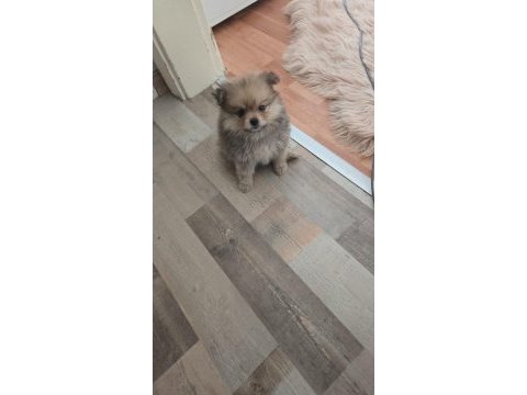 Bu kalite köpeğimizi görmeden geçme!
