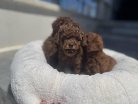 Yasal ruhsatlı çiftlikde ziyarete açık toy poodle