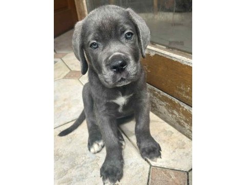 Cane corso yavrularımız