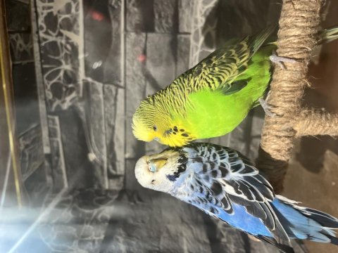 Genç sağlıklı show jumbo takım muhabbet kuşu