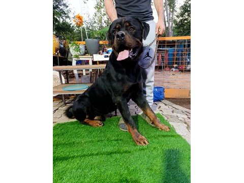 1 buçuk yaşındaki aktif erkek rottweiler