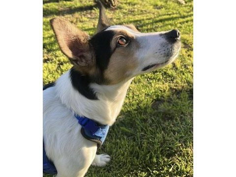 Jack russell kızımız yuva arıyor