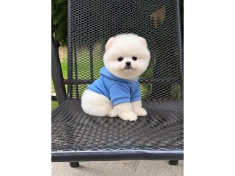 Irk ve sağlık garantili pomeranian boo bebekler