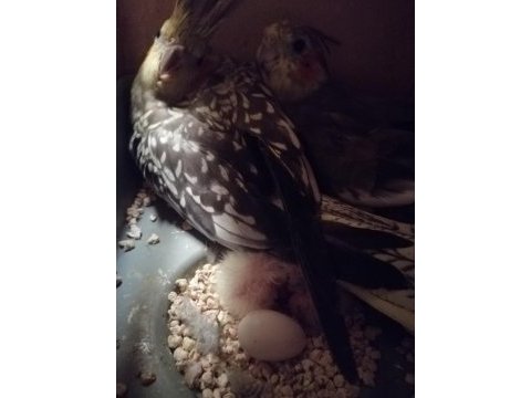 Hazır sultan papağanı takım
