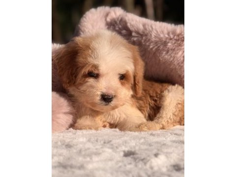 Mini labradoodle yavrular