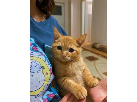 Golden british shorthair erkek yavru