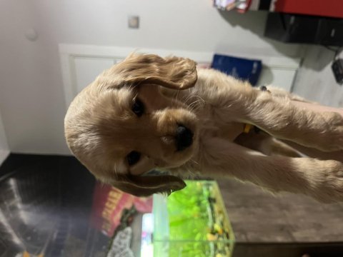 2 aylık 2 adet safkan minyatür cocker minnaklar