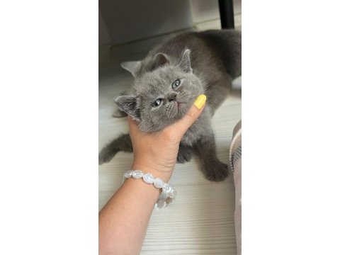 Safkan british shorthair yavru