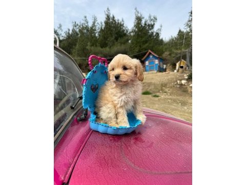 Maltipoo bebeklerim tüy dökmez koku yapmaz