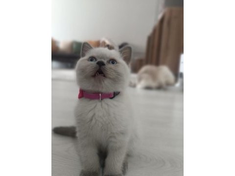 British blue point dişi kedimiz