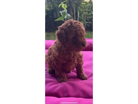 Ev ortamında büyüyen toy poodle bebekler
