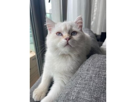 British longhair kedimiz için açıklamayı okuyunuz