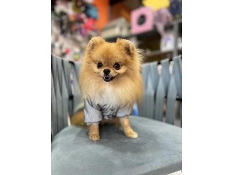 1 yaşında show kalite pomeranian boo gama