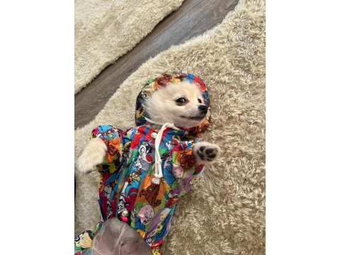 Eğitimli pomeranian 8 aylık erkek