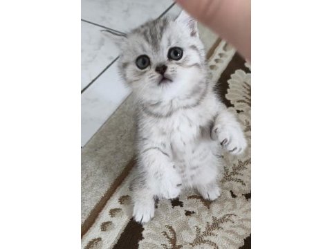 Birbirinden güzel 4 sevimli yavru kedimiz