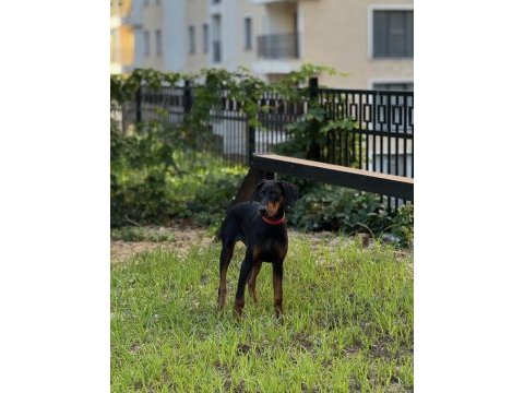 4 aylık yavru doberman aşıları tam kuyruk estetikli