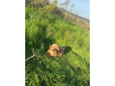 2 aylık toy poodle