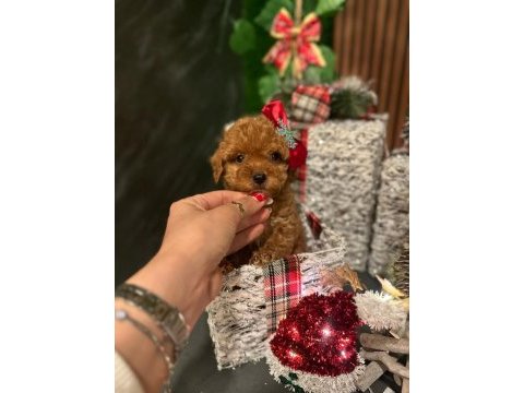 Toy poodle aşıları tam