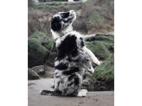 Merle border collie yavrular hazır