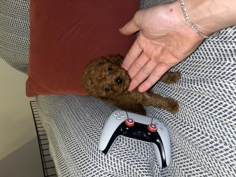 Kore kan 1.5 kilo garantili minyatür toy poodle bebek