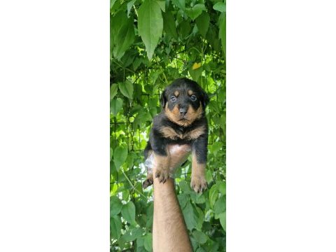 Big rottweiler yavrular