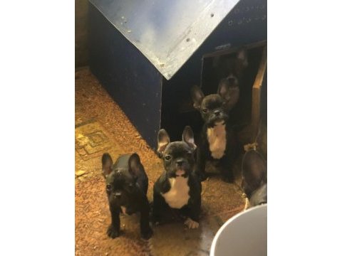 Fransız bulldog yavru köpekler