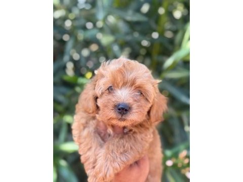 Maltipoo cins yavru