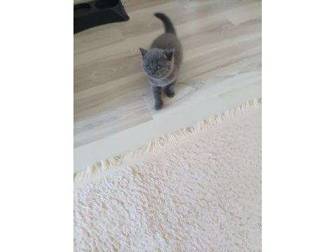 British shorthair dişi