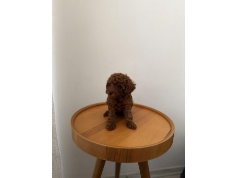 Teacup kore poodle redbrown yavrum