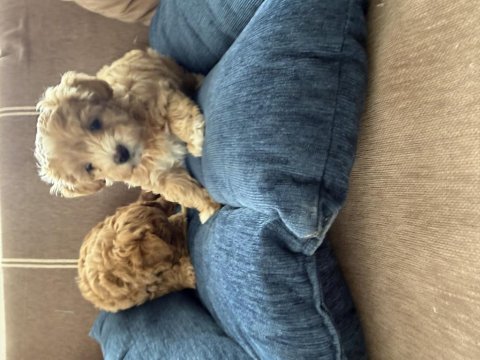 Teacup kore maltipoo hipoalerjenik ırk garantili yavrular