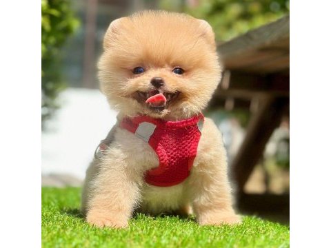 Sevimli pomeranian boo yavrularımız