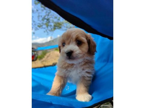 0 numara maltipoo