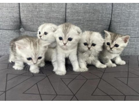 Kedi 2 tane british shorthair