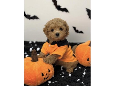 Kore suratlı maltipoo yavrular
